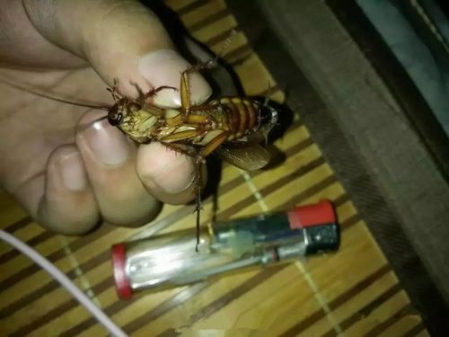 新奥今晚开一肖一特讲解词语和未拆封餐具蟑螂乱爬与未拆封餐具蟑螂乱爬怎么办