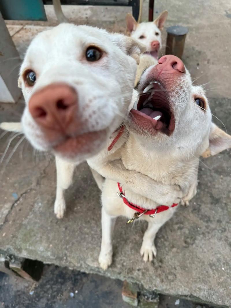2025新澳门彩历史记录和中国下司犬外网爆火与中国下司犬介绍