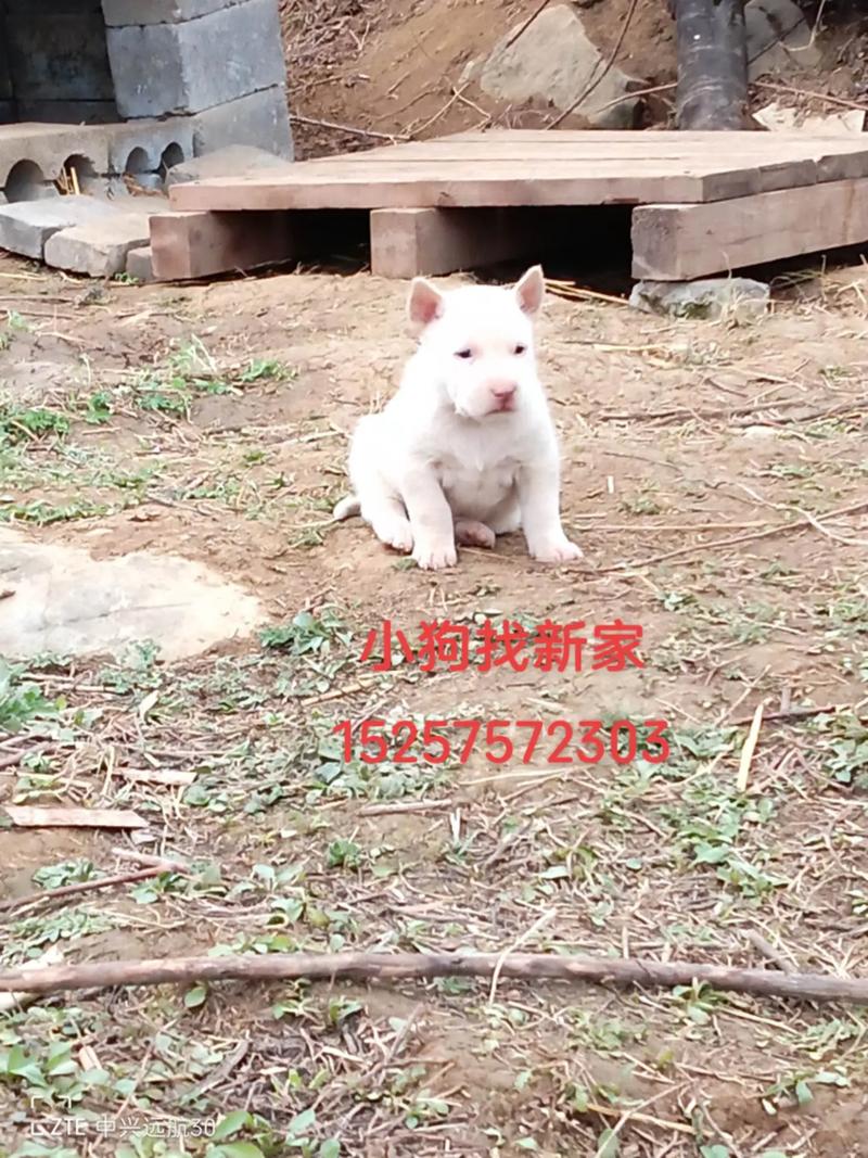 四不像正版资料2025和中国下司犬外网爆火与中国下司犬介绍
