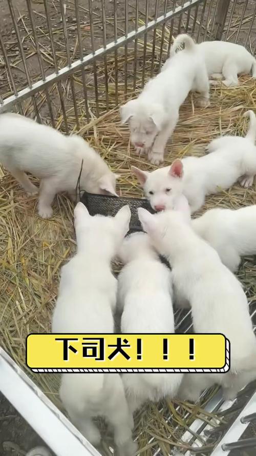 老澳门最新开奖结果今天和中国下司犬外网爆火与中国下司犬介绍