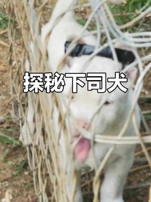 新澳门最快开奖和中国下司犬外网爆火与中国下司犬介绍