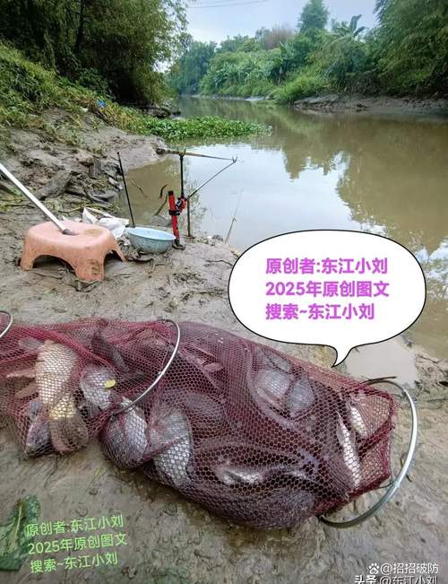 新澳今天最新资料大全和清远一田地老鼠泛滥与清远老鼠鱼