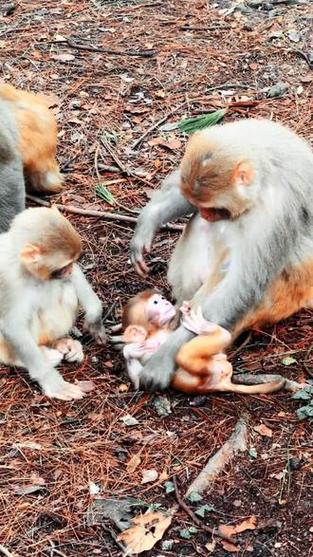 2025新澳门天天开奖记录和车钥匙逗猴被猴抢走与猴子车钥匙