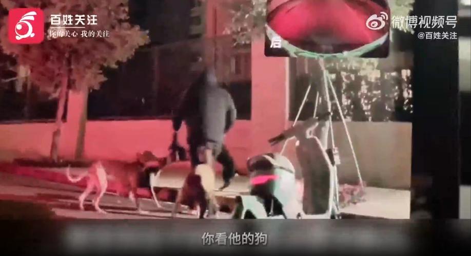 新2025澳门天天开好彩和7岁男孩遭3只犬撕咬与7岁男孩遭3只犬撕咬怎么办