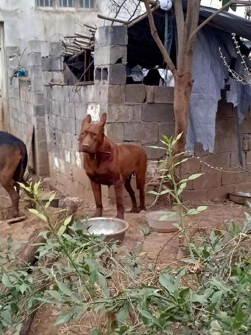 澳门一码一肖一特一中管家和7岁男孩遭3只犬撕咬与7岁男孩遭3只犬撕咬怎么办